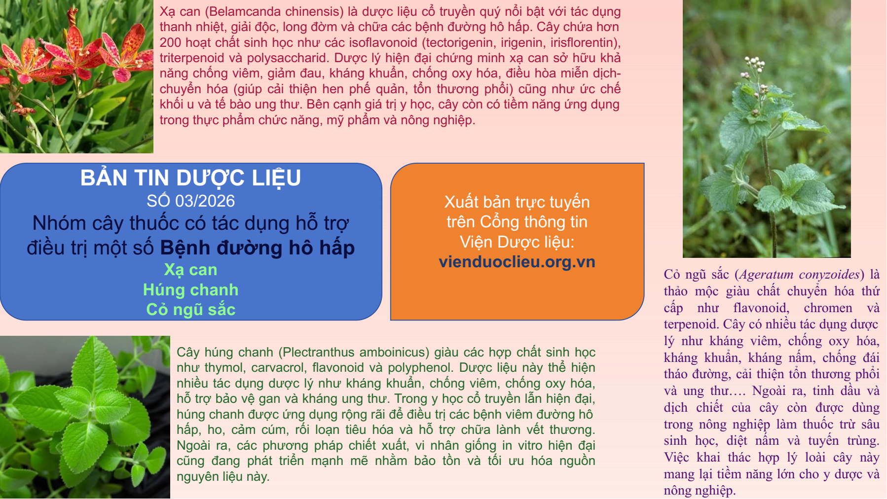 Không có ảnh